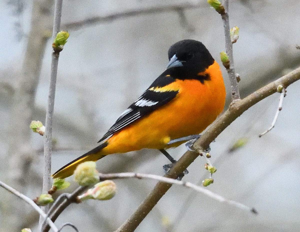 Baltimore Oriole - ML618585986