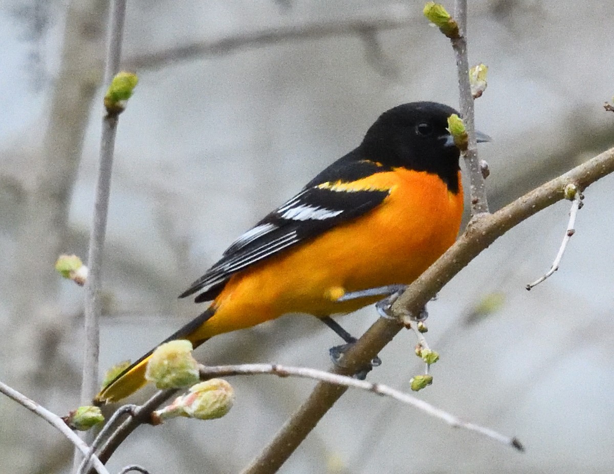 Baltimore Oriole - ML618585988