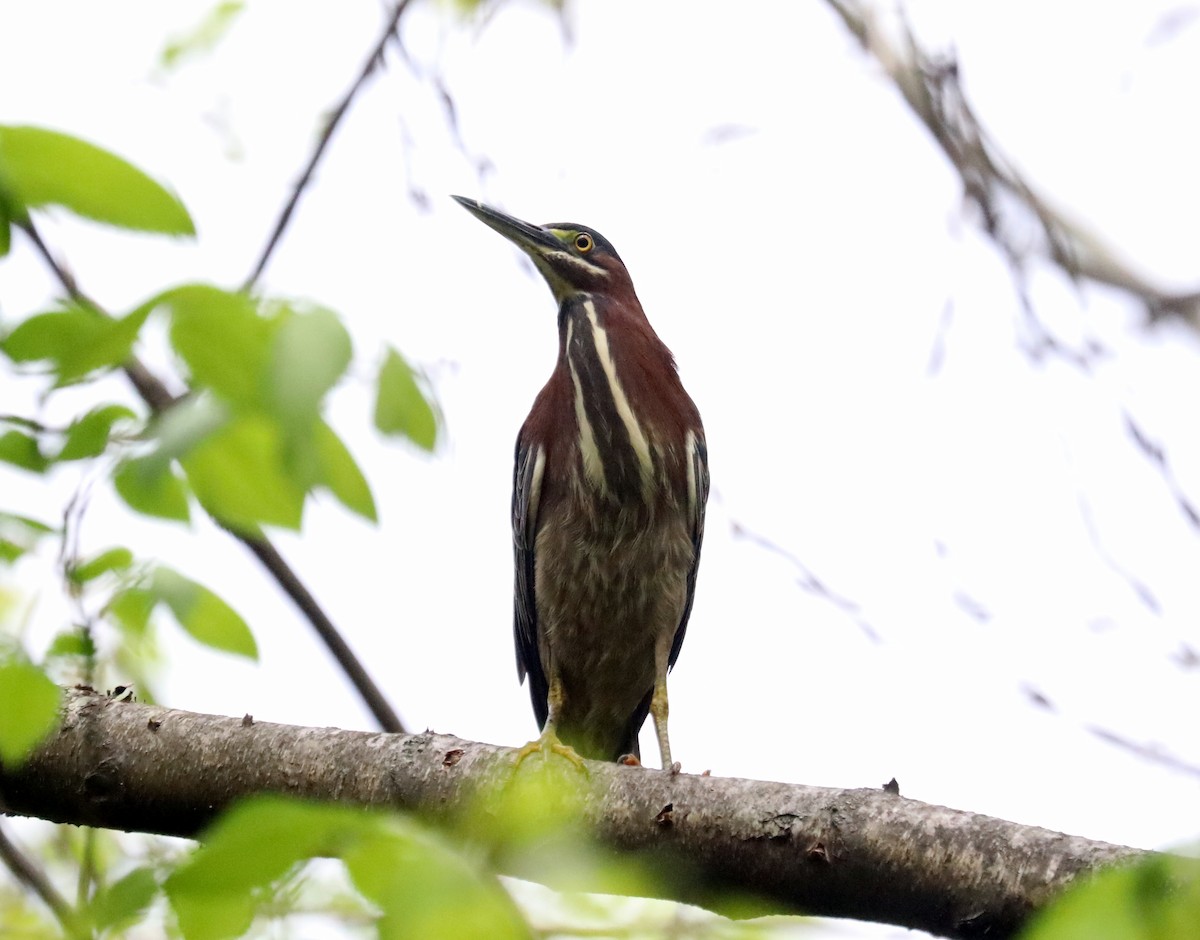 Green Heron - ML618585995