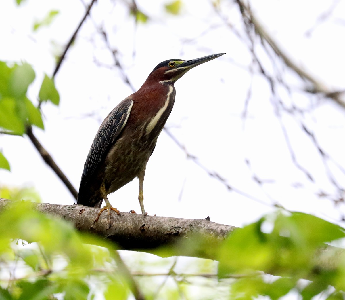 Green Heron - ML618586011