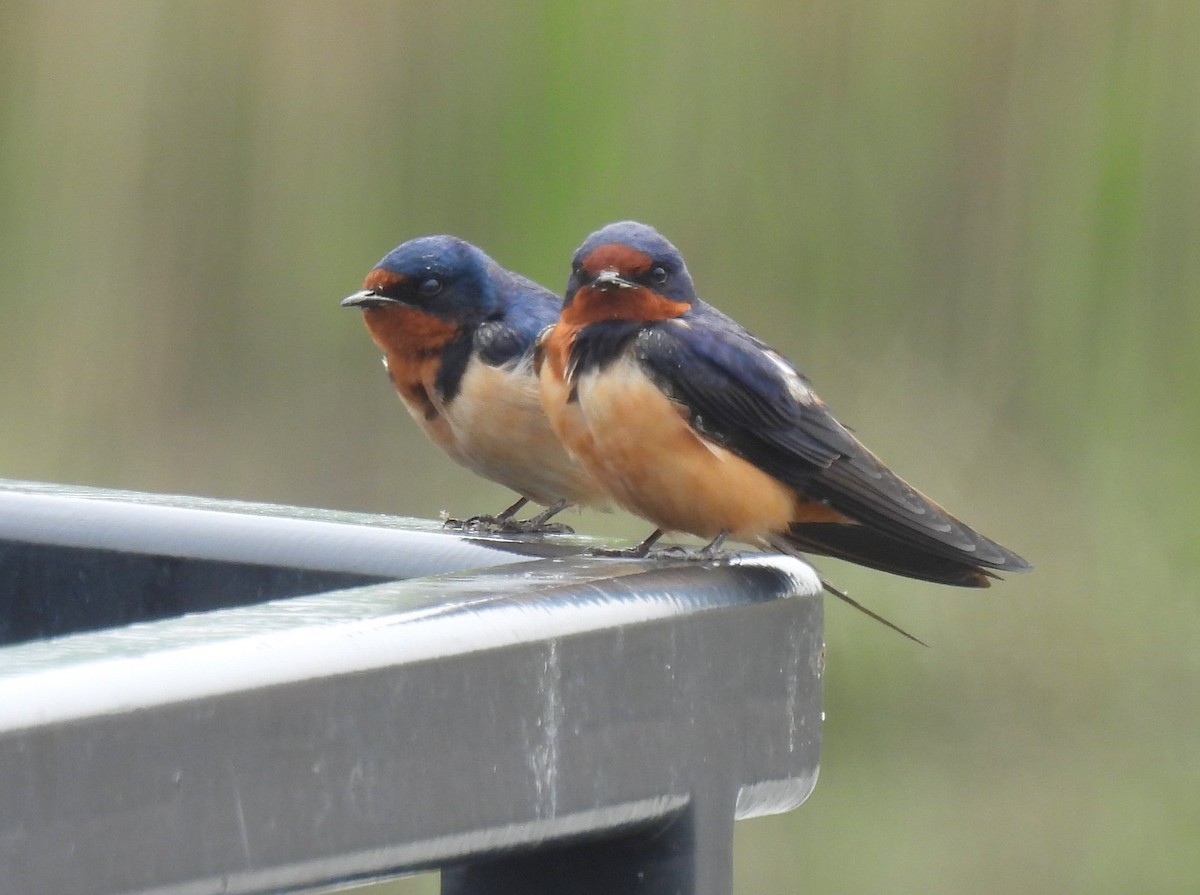 Barn Swallow - ML618586024