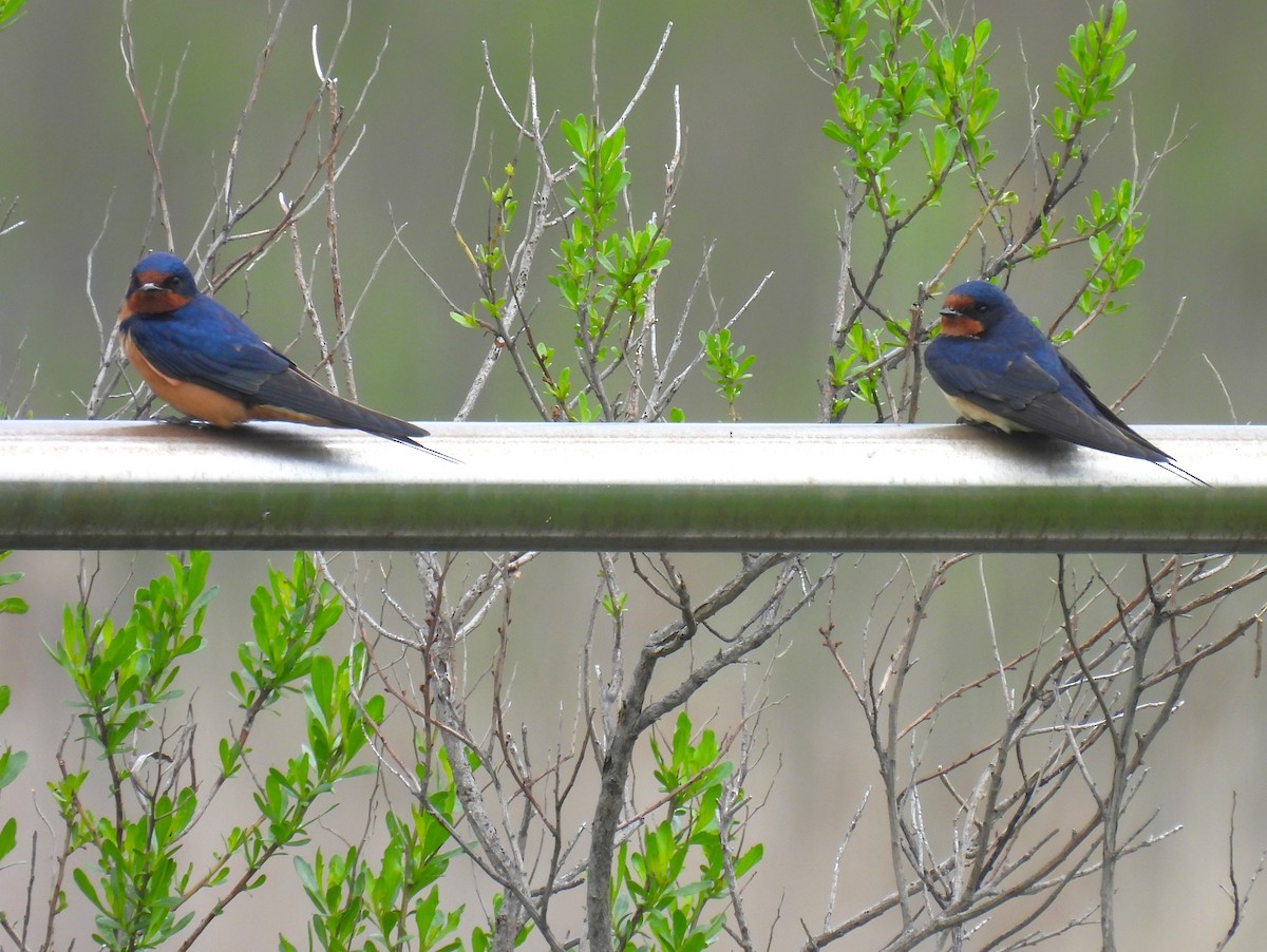 Barn Swallow - ML618586025