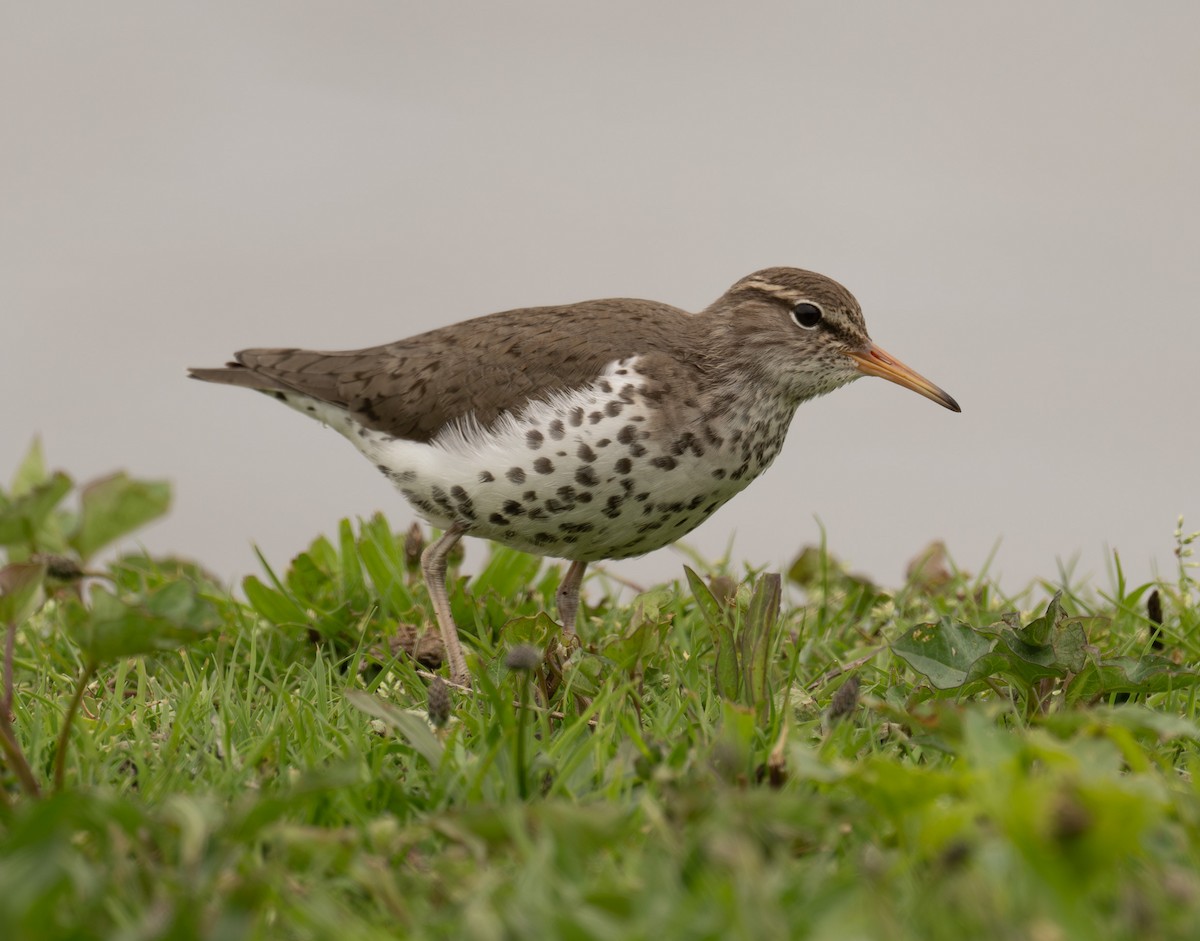 Spotted Sandpiper - Peggy Cadigan