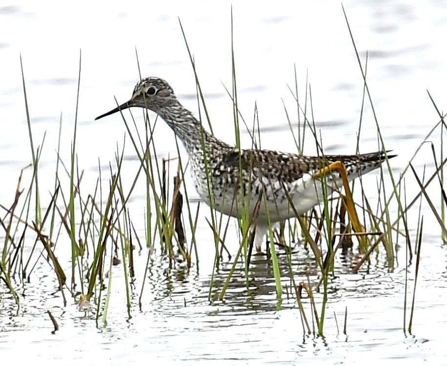 Lesser Yellowlegs - ML618586041