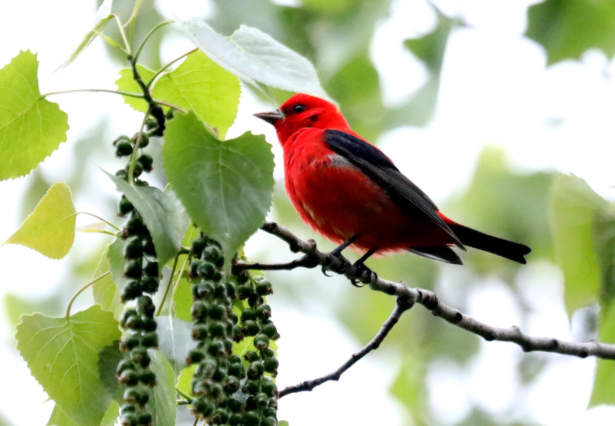 Scarlet Tanager - ML618586043