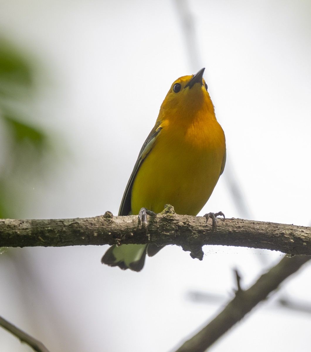 Prothonotary Warbler - James McCall