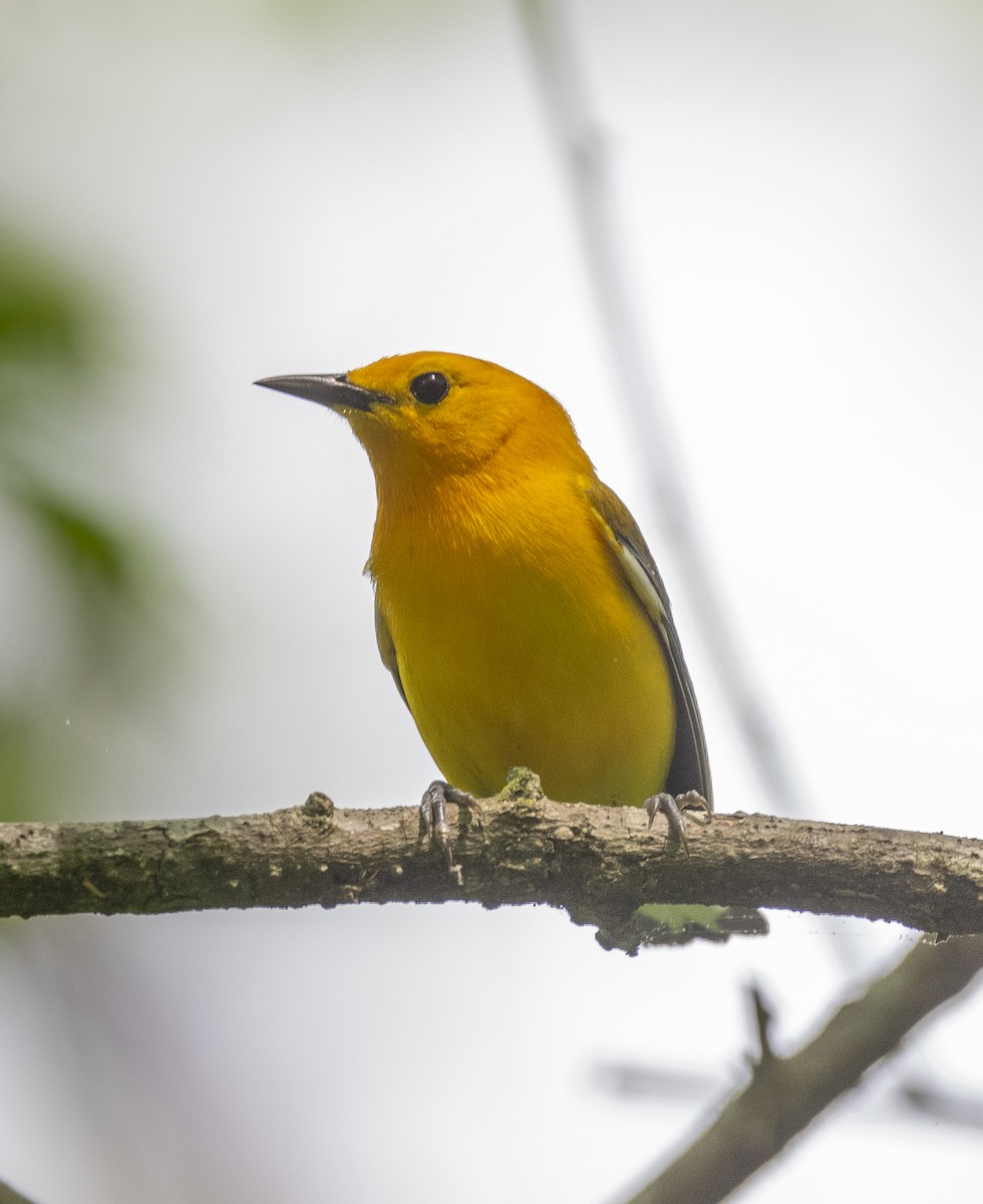 Prothonotary Warbler - James McCall