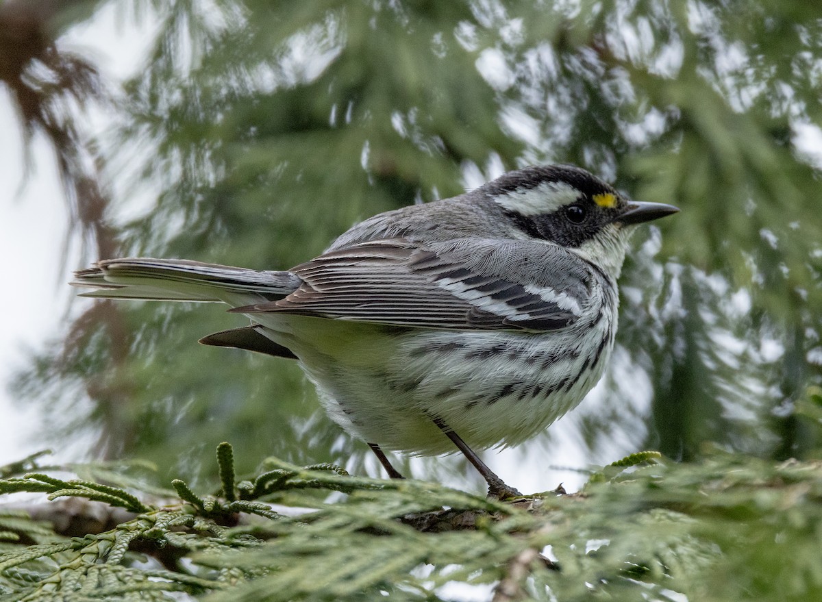 Black-throated Gray Warbler - Greg Harrington