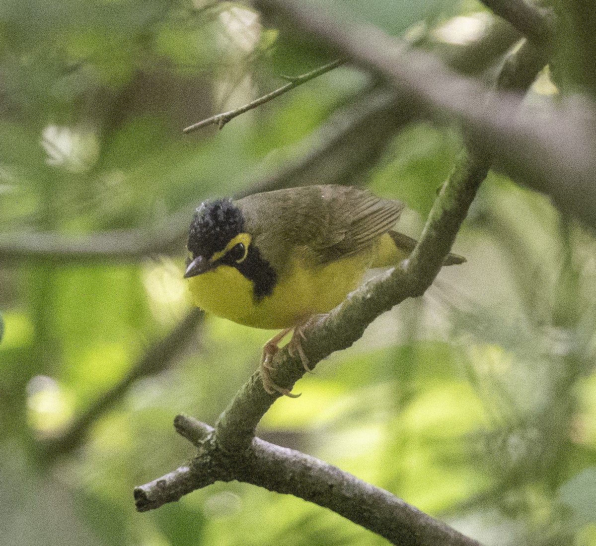 Kentucky Warbler - James McCall