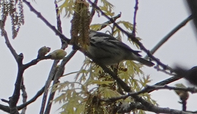 Yellow-throated Warbler - ML618586131