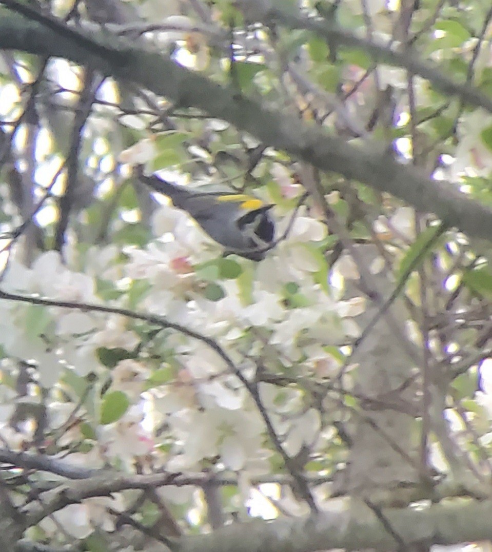 Golden-winged Warbler - Neal Reilly