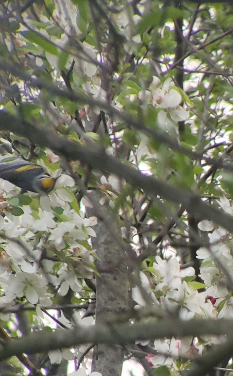 Golden-winged Warbler - Neal Reilly