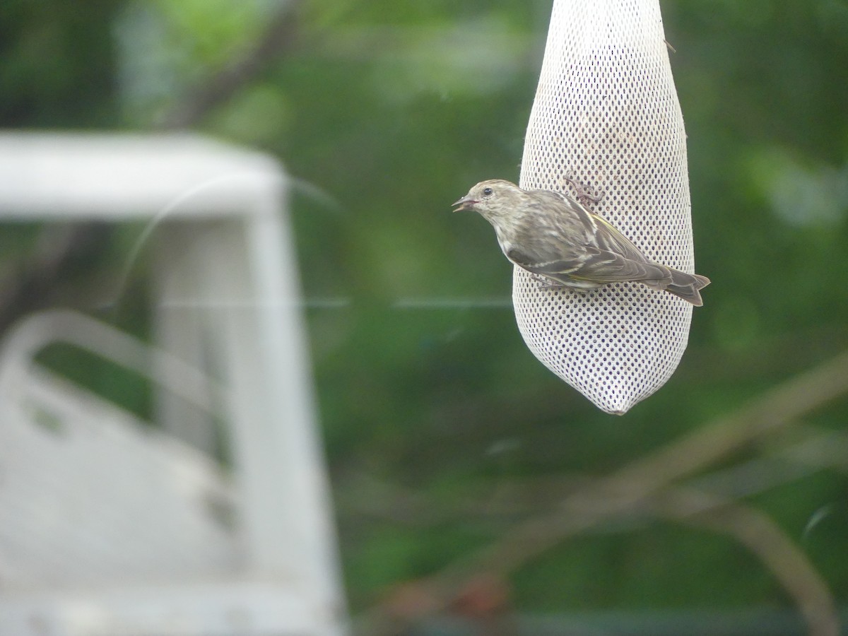 Pine Siskin - ML618586159