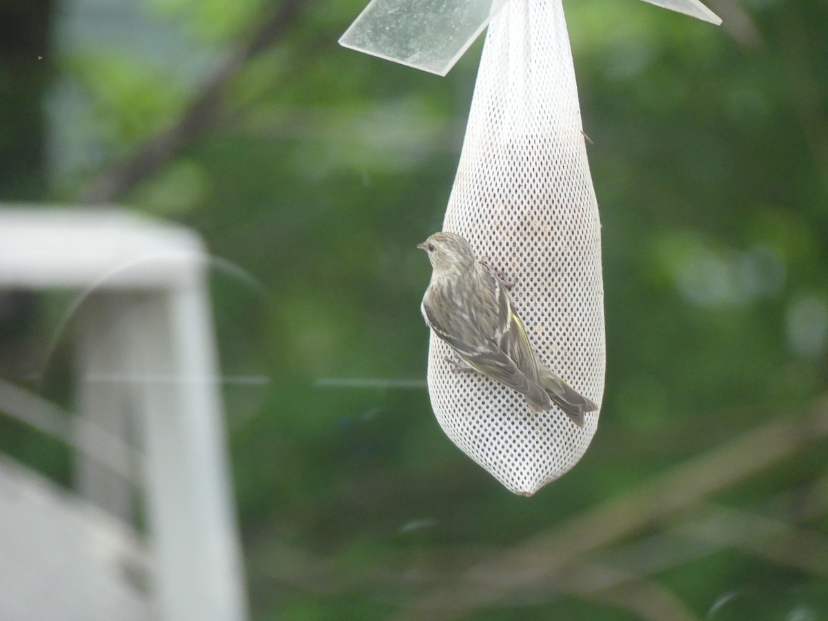 Pine Siskin - ML618586160