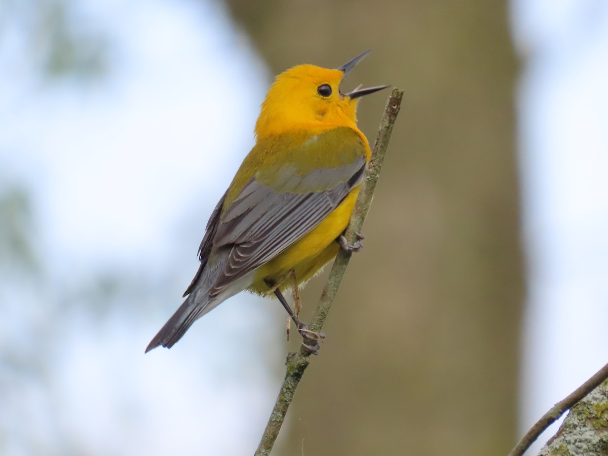 Prothonotary Warbler - ML618586163
