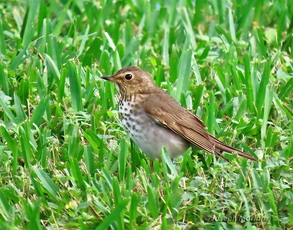 Swainson's Thrush - Joseph Morlan