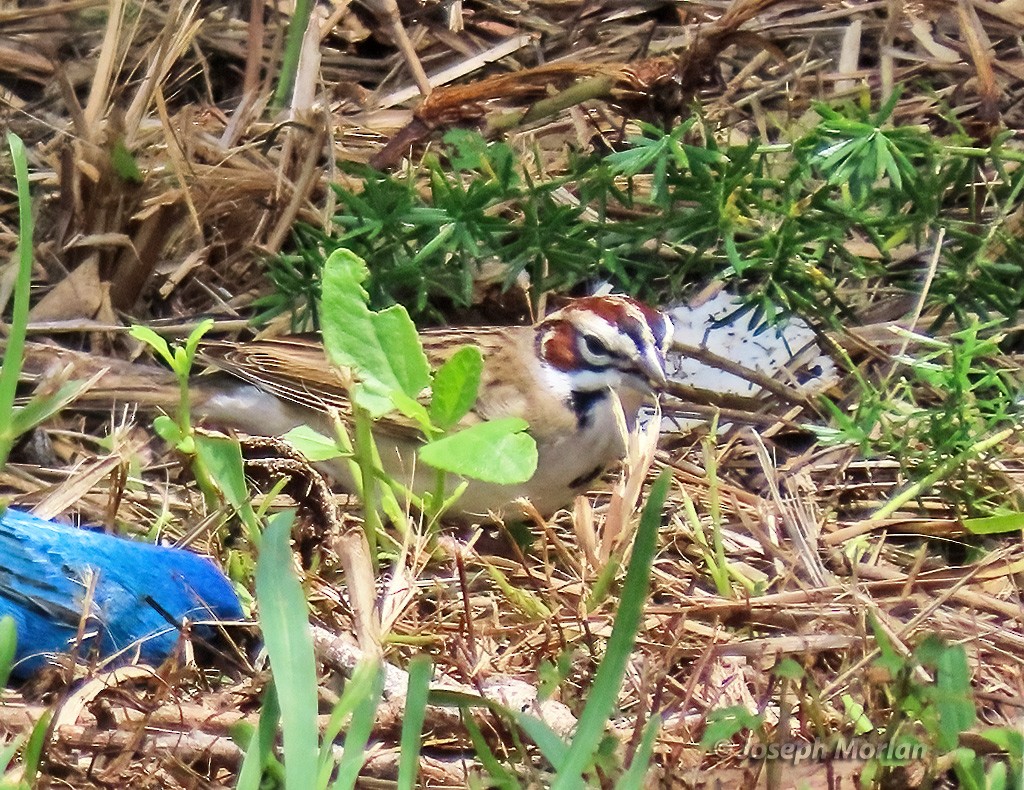 Lark Sparrow - Joseph Morlan