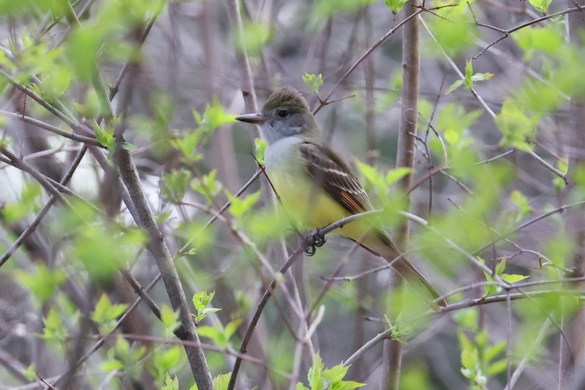 Great Crested Flycatcher - ML618586210