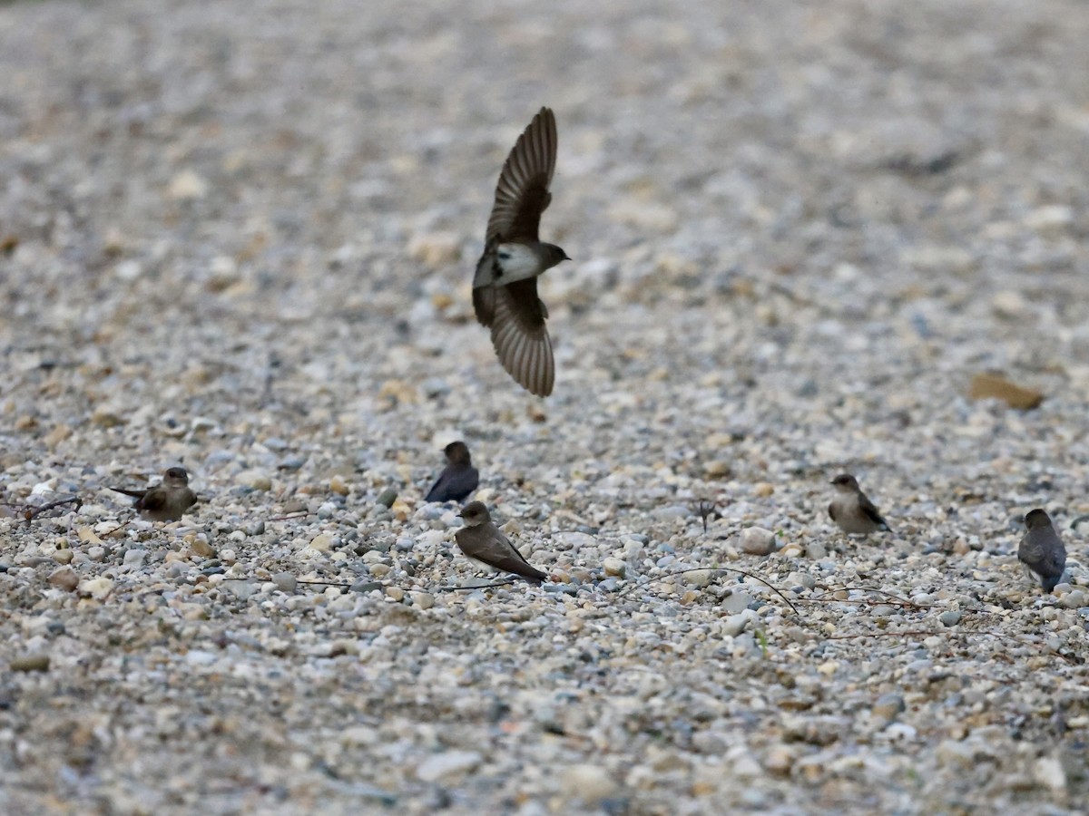 Northern Rough-winged Swallow - ML618586222
