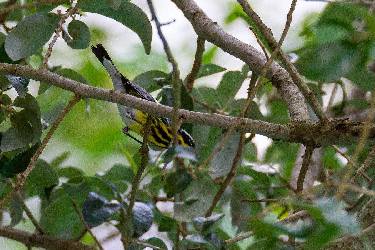 Magnolia Warbler - Terry Woodward