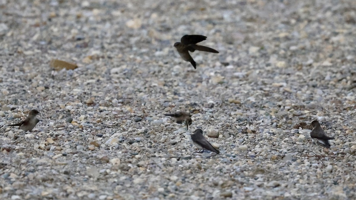 Northern Rough-winged Swallow - ML618586236