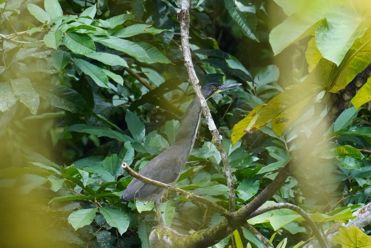 Fasciated Tiger-Heron - ML618586256