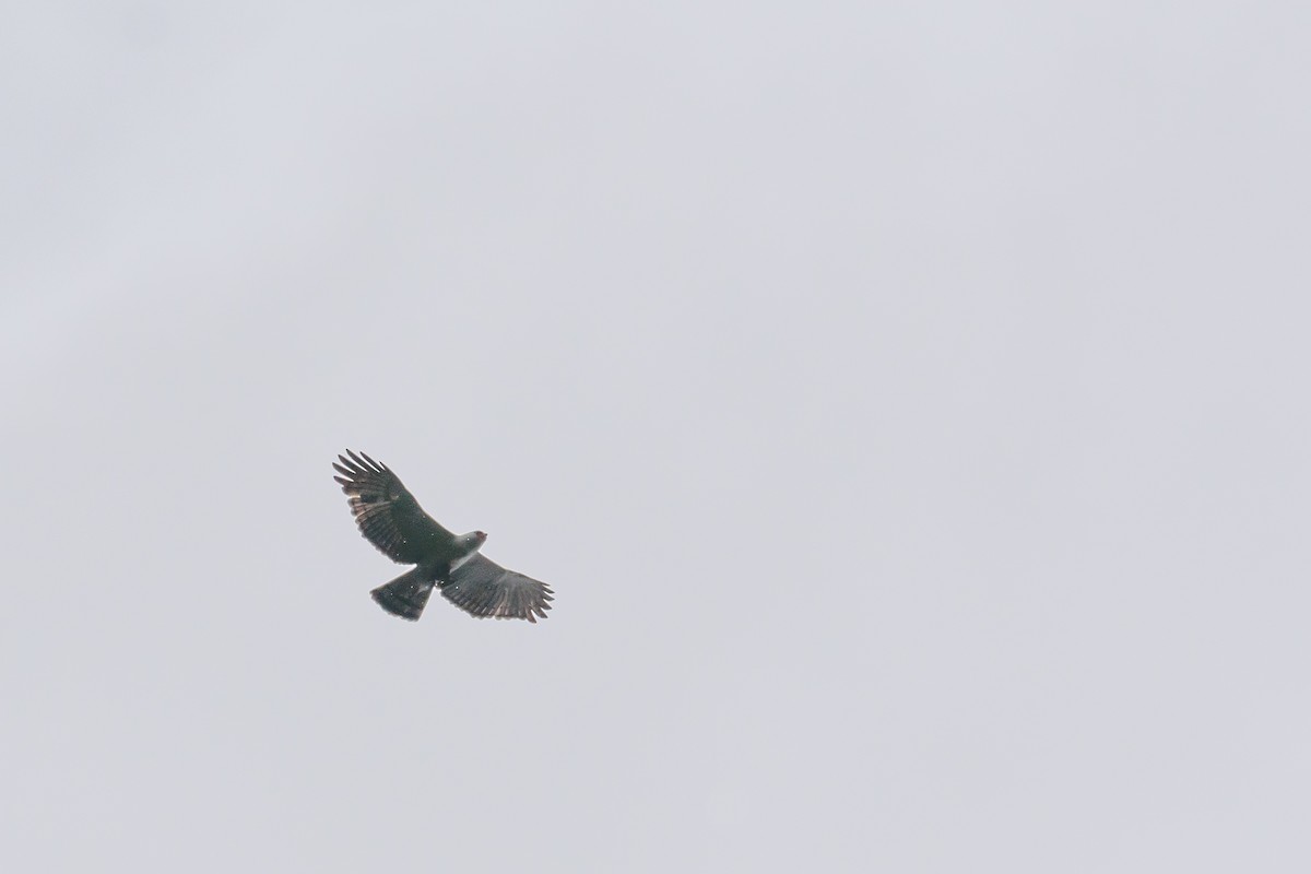 Black-and-white Hawk-Eagle - ML618586258