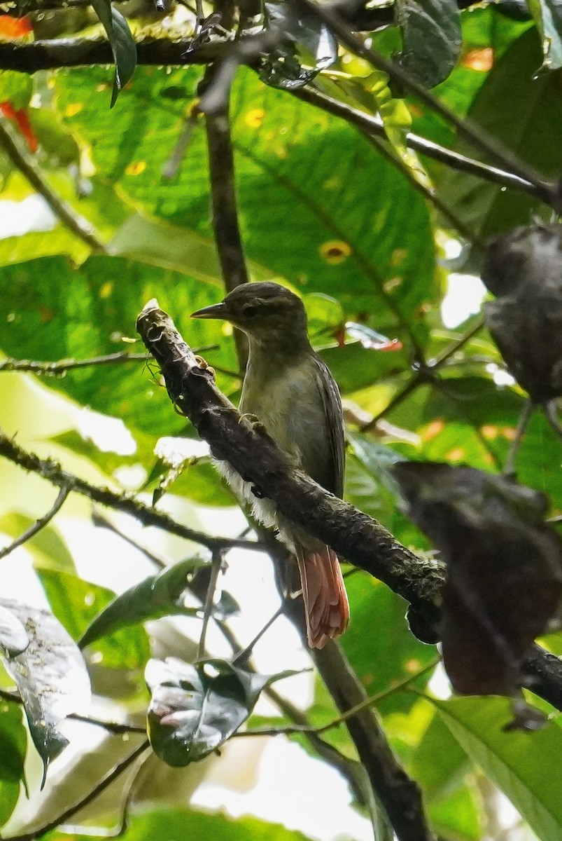 Rufous-tailed Foliage-gleaner - ML618586276