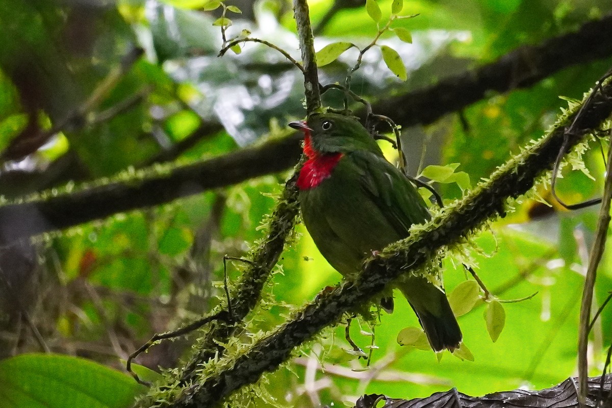 Cotinga à gorge rouge - ML618586282