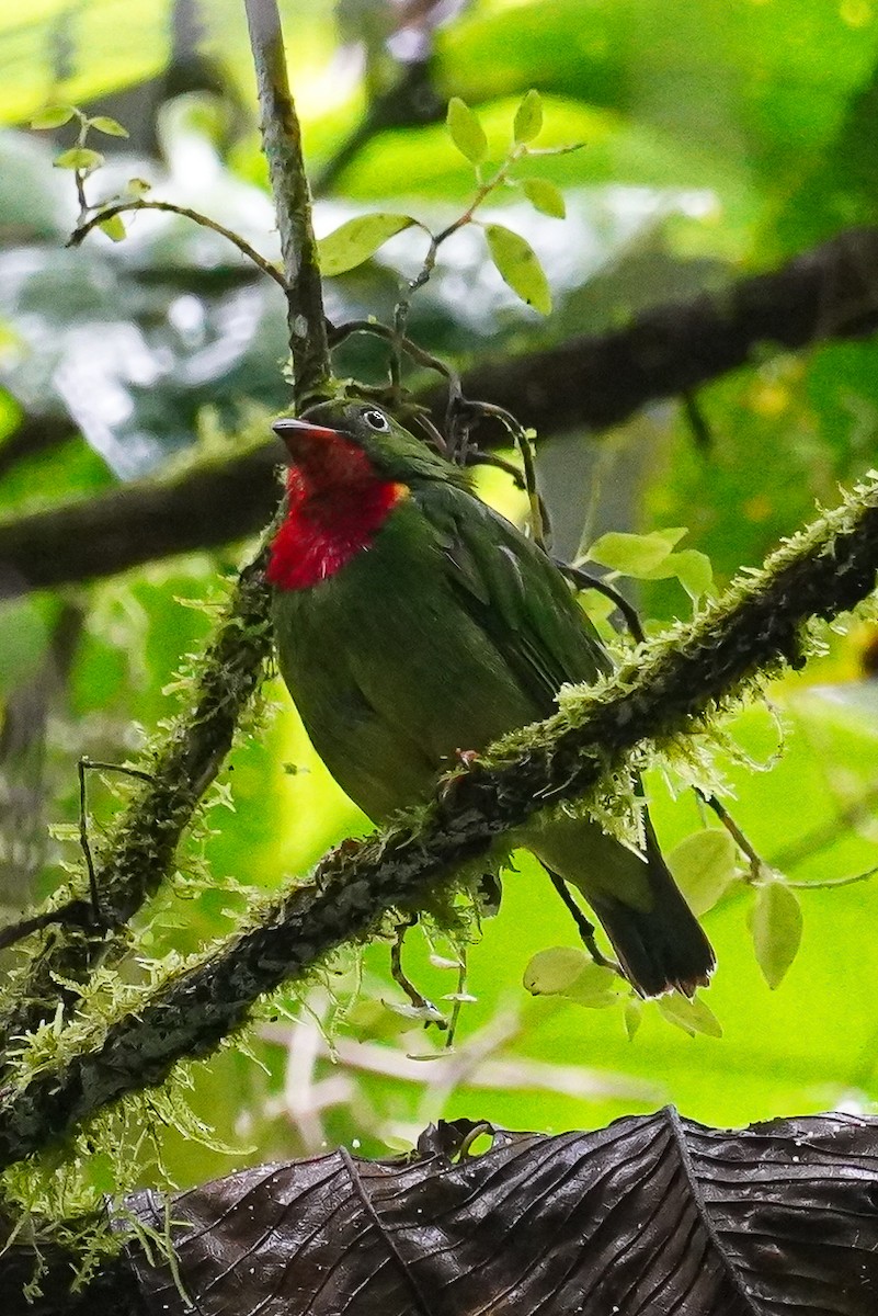 Cotinga à gorge rouge - ML618586283