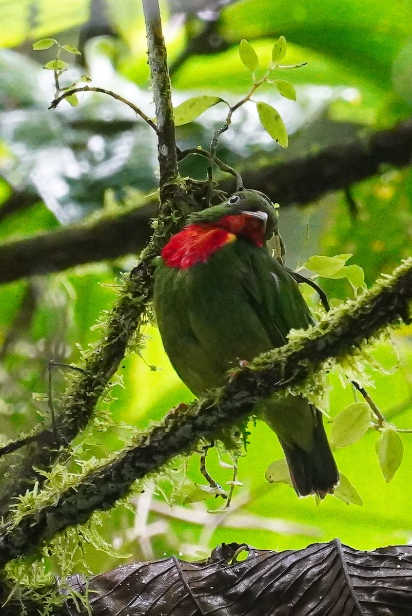 Cotinga à gorge rouge - ML618586284