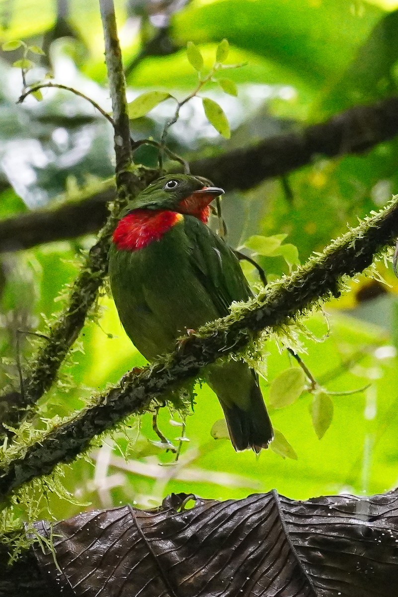 Cotinga à gorge rouge - ML618586285