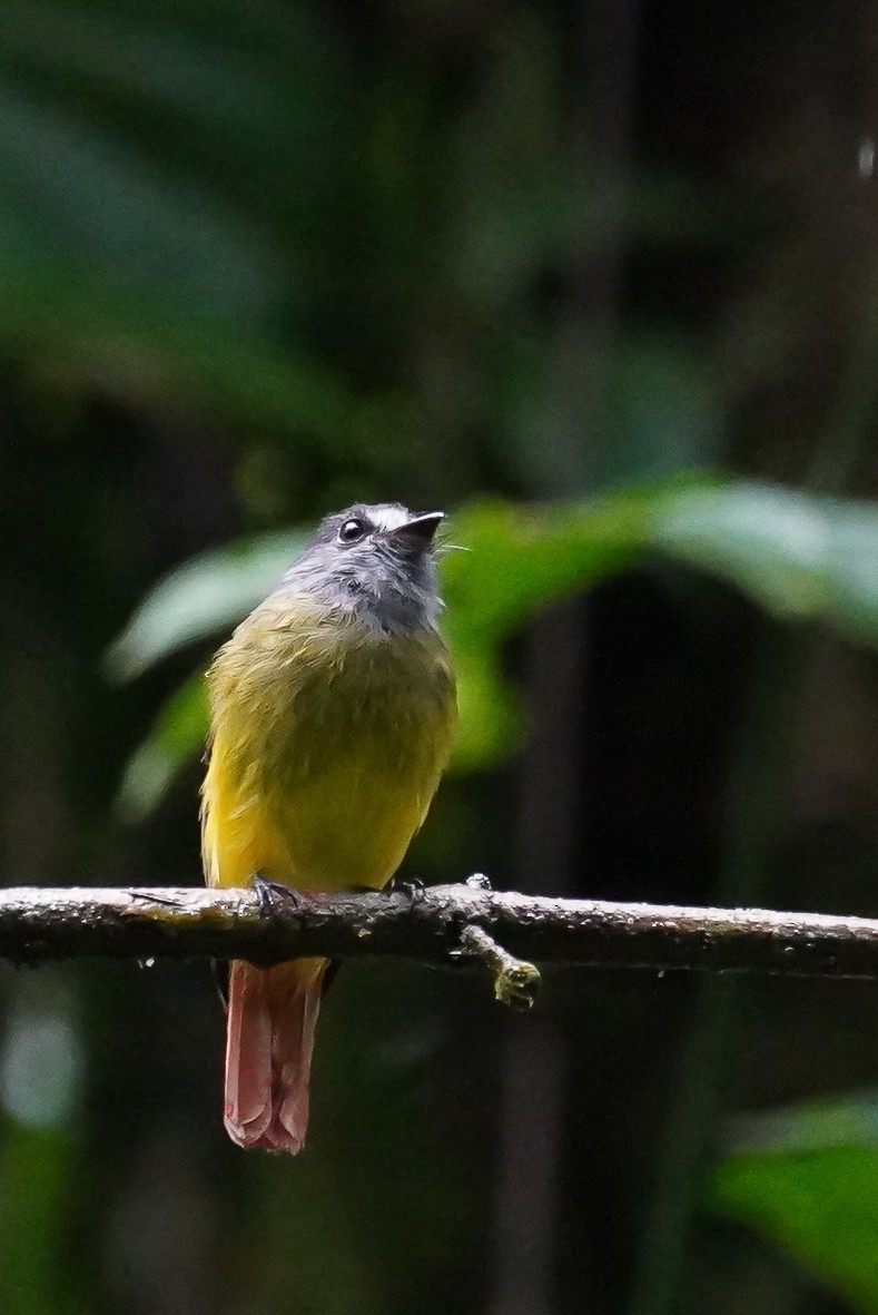 Ornate Flycatcher - ML618586293