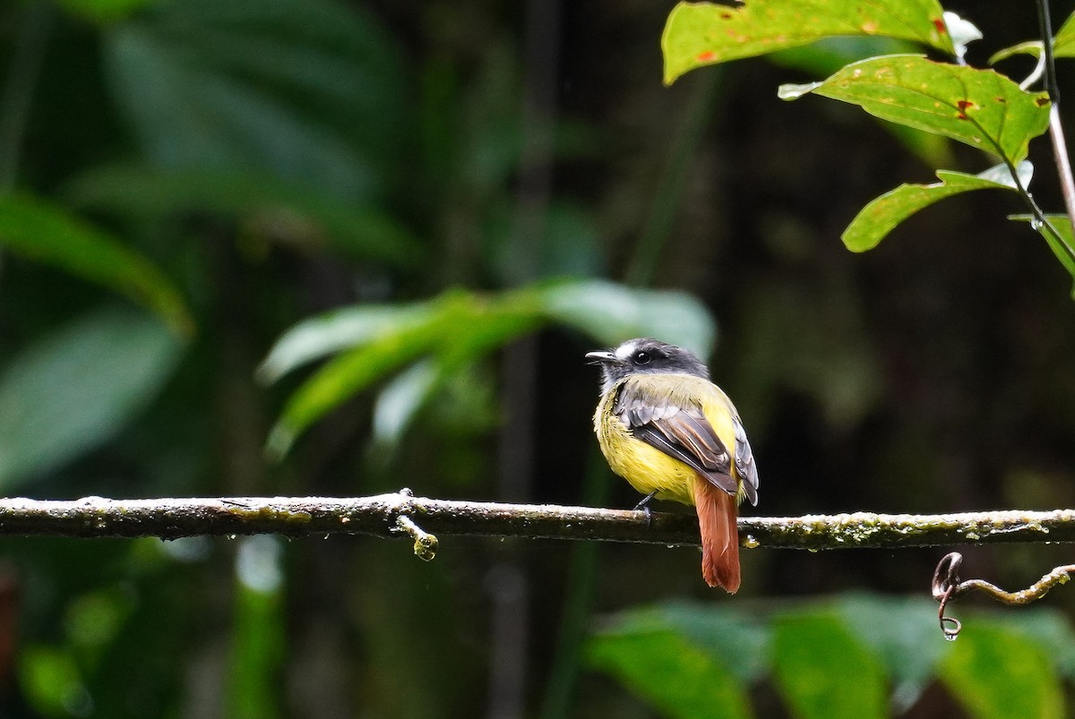 Ornate Flycatcher - ML618586302