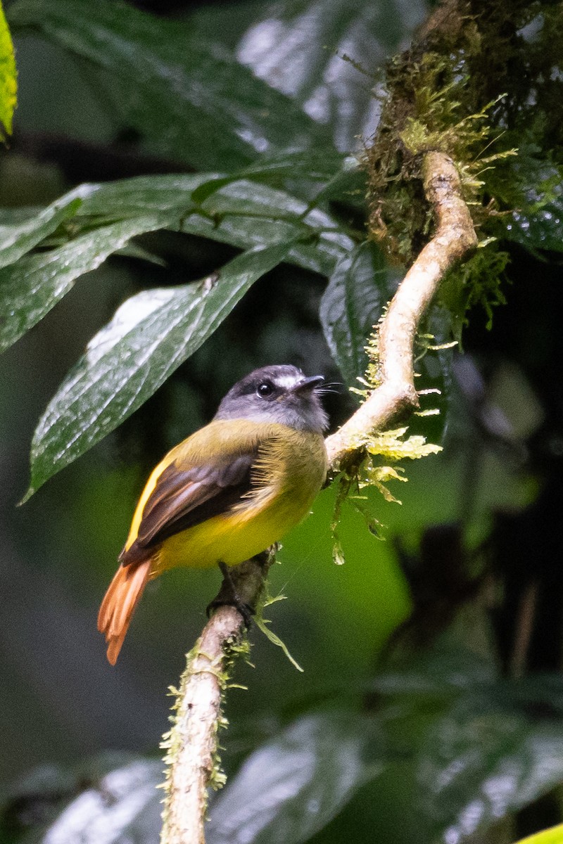 Ornate Flycatcher - ML618586303