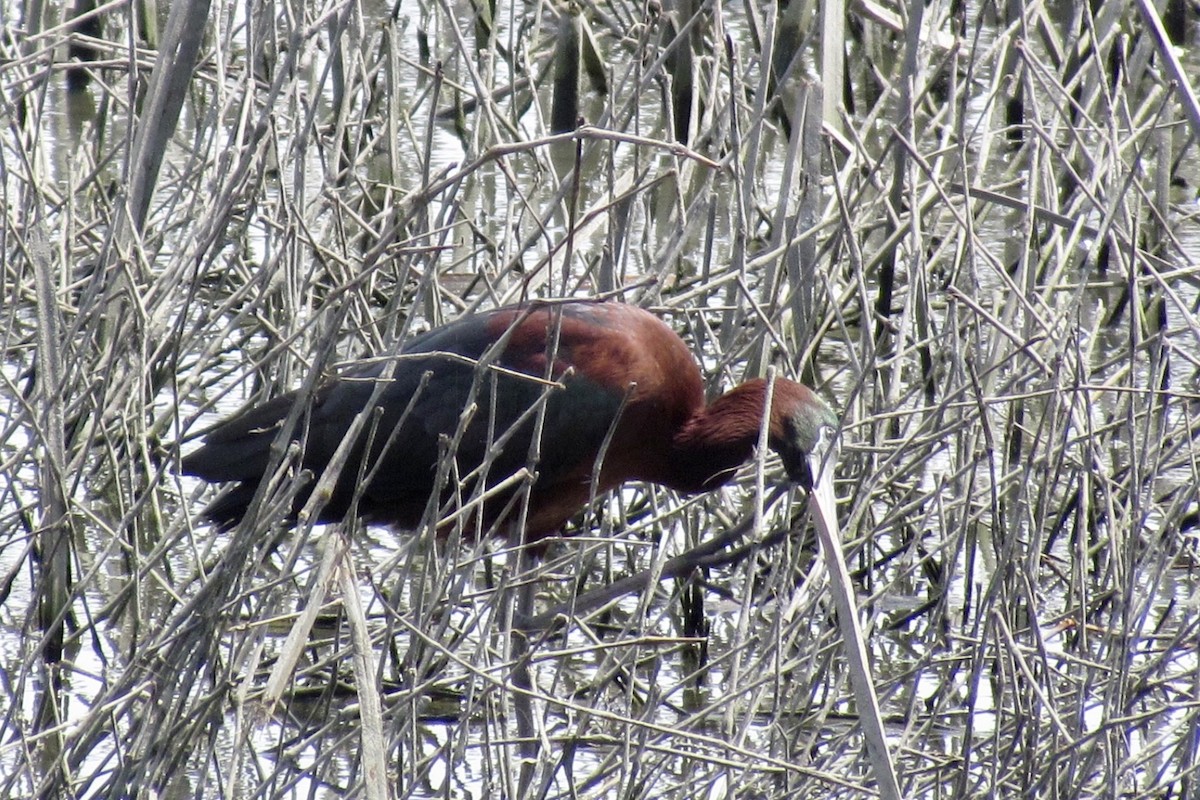 Glossy Ibis - ML618586317