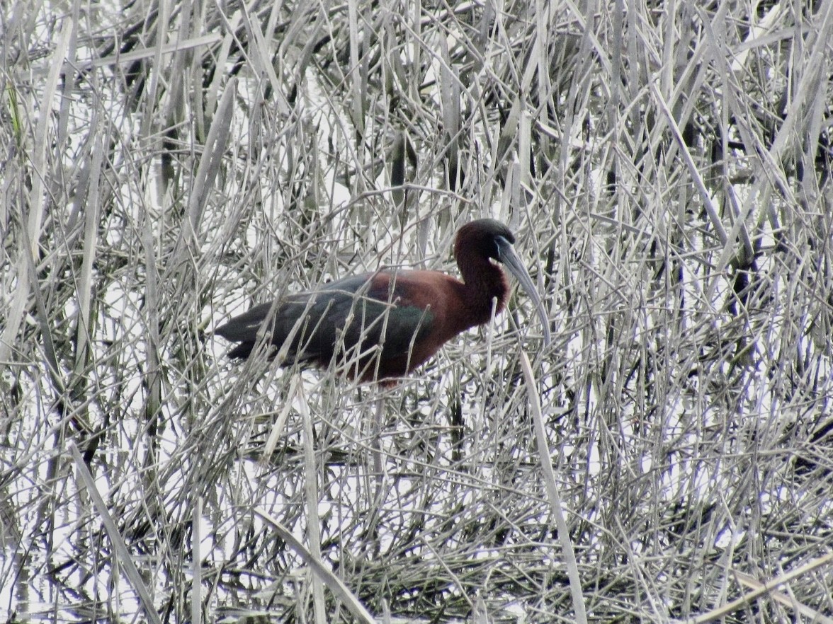 Glossy Ibis - ML618586318