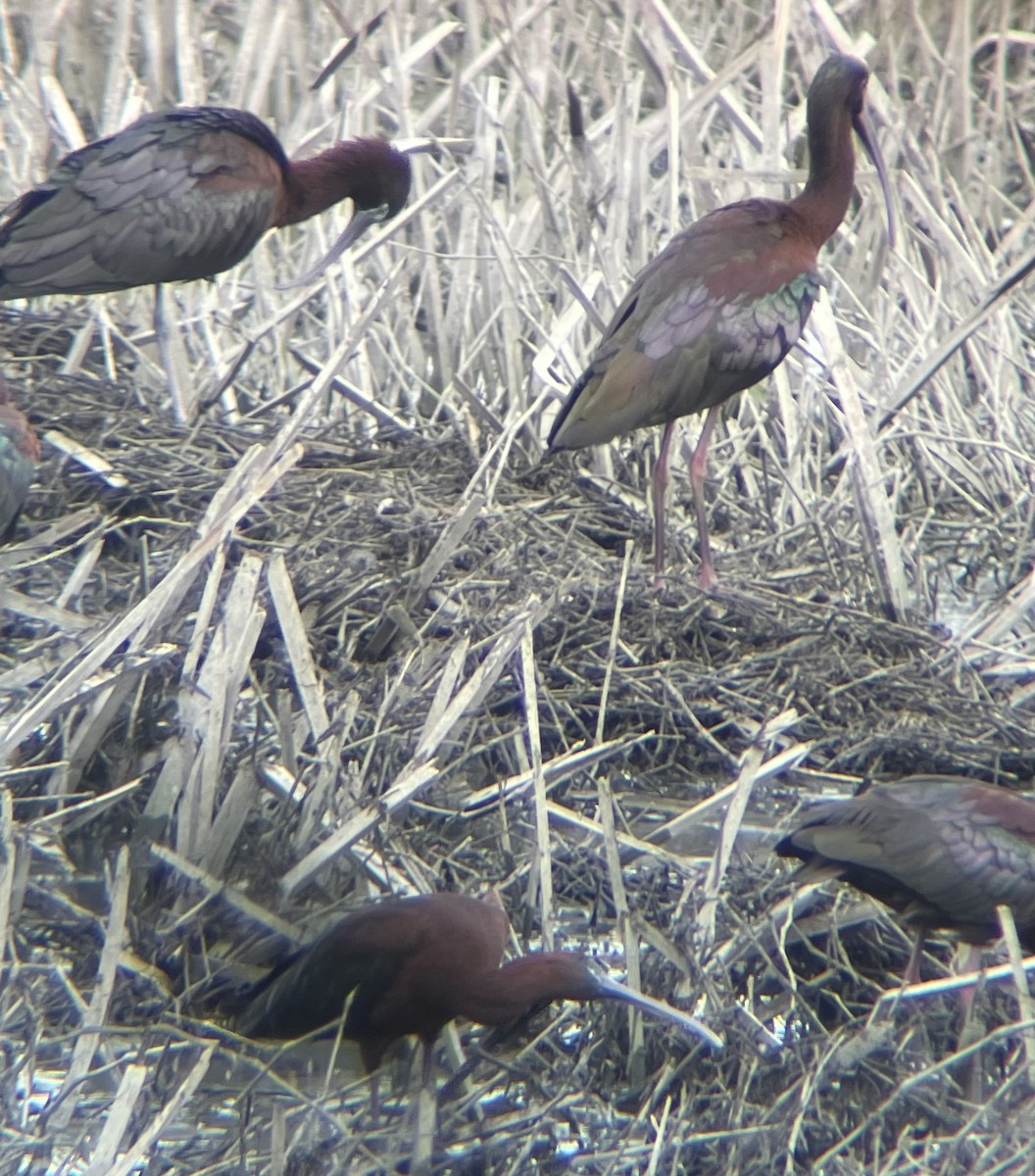 Glossy Ibis - ML618586319