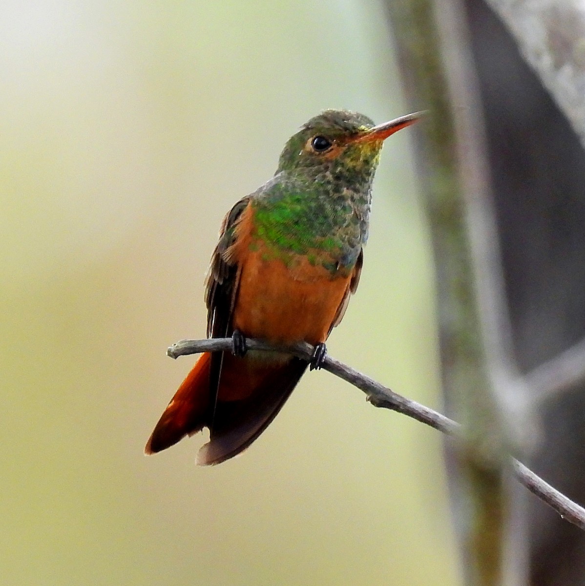Buff-bellied Hummingbird - Nancy O'Hara
