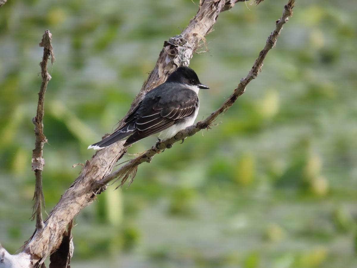 Eastern Kingbird - ML618586334