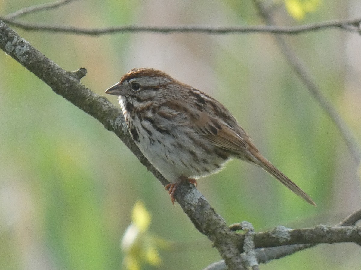 Song Sparrow - ML618586348