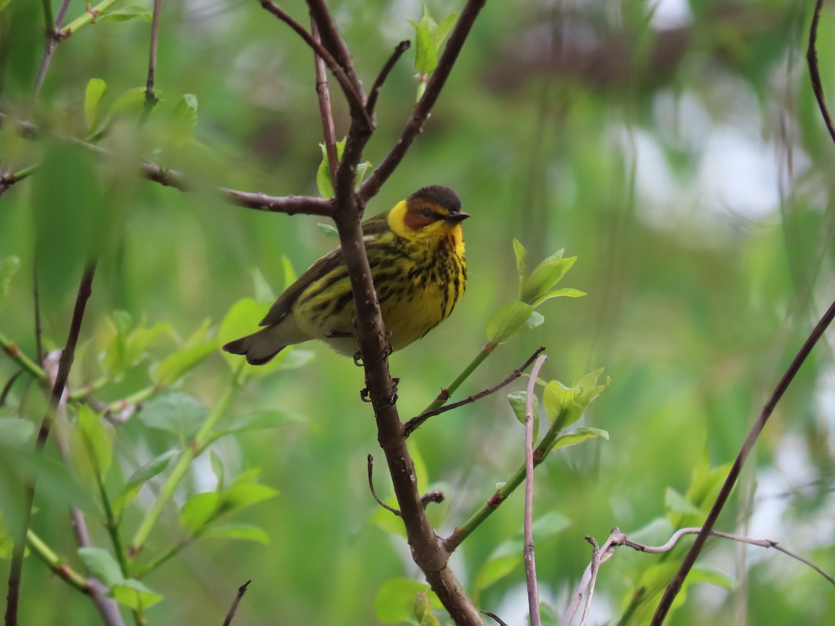 Cape May Warbler - ML618586372