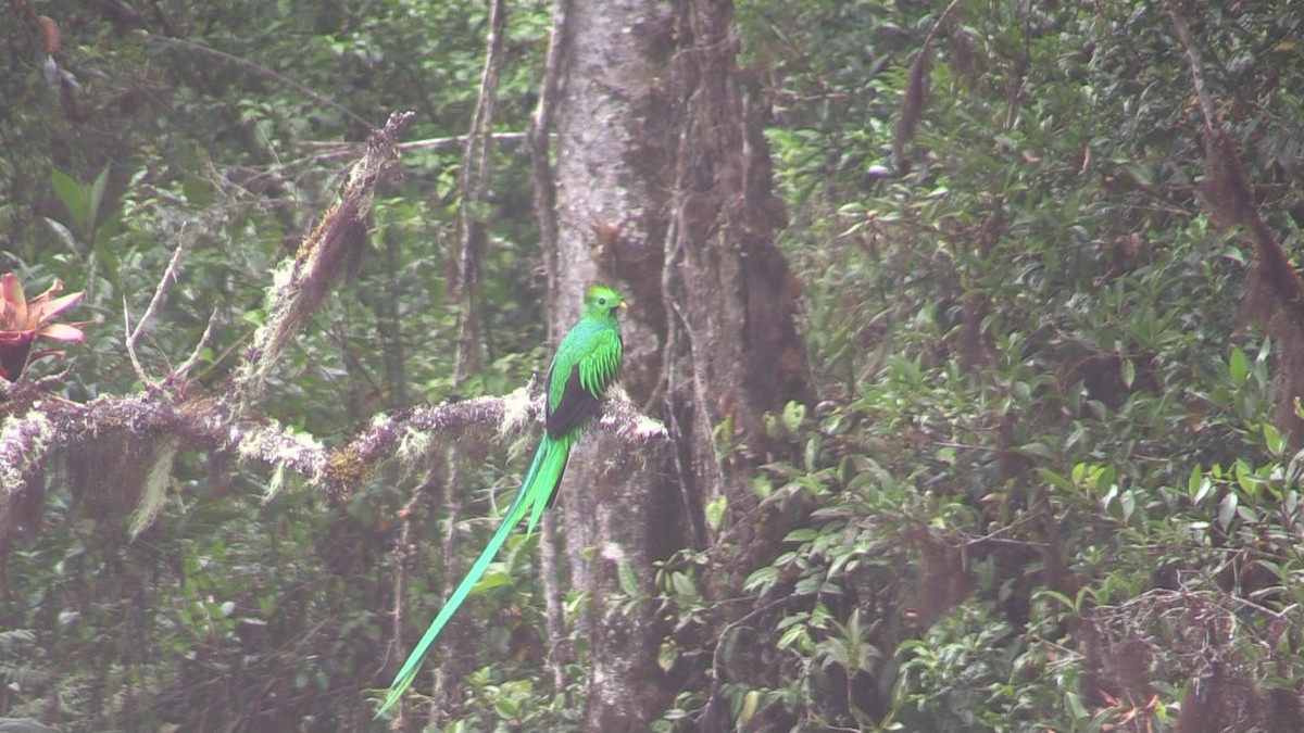 Resplendent Quetzal - ML618586377