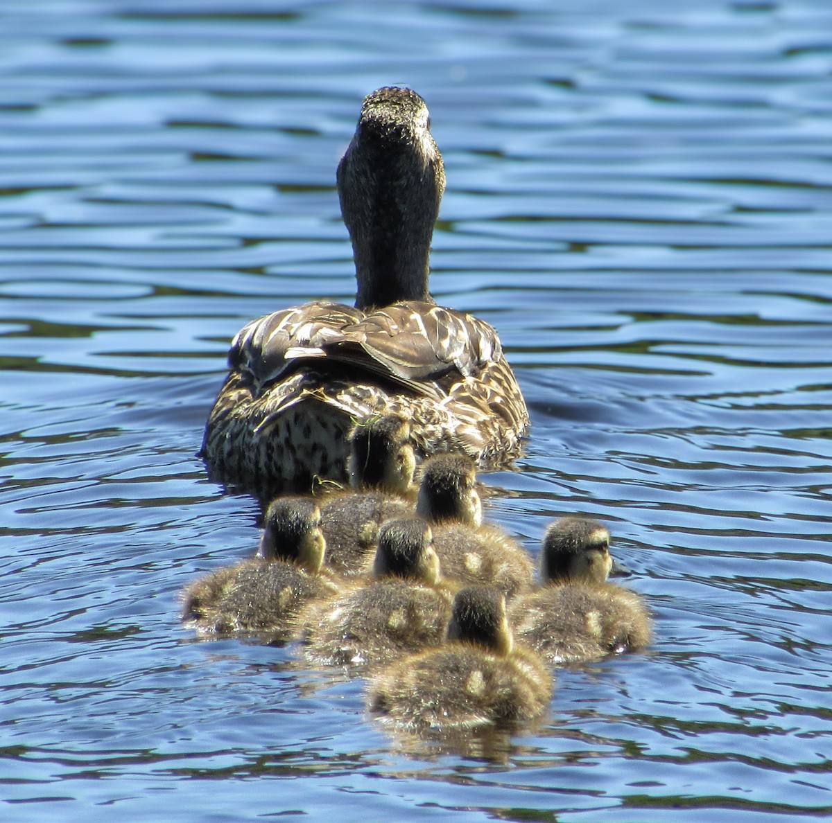 Ruddy Duck - ML618586378