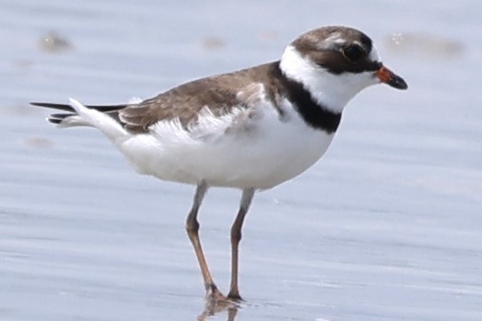 Semipalmated Plover - ML618586386