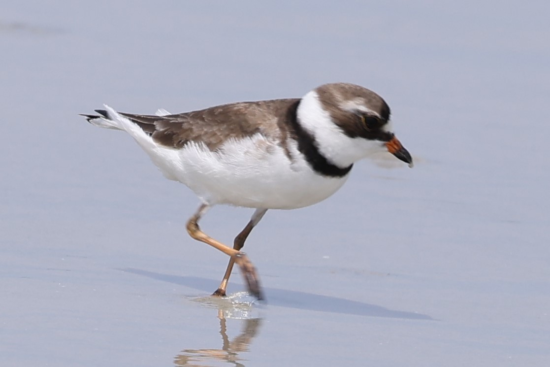 Semipalmated Plover - ML618586387
