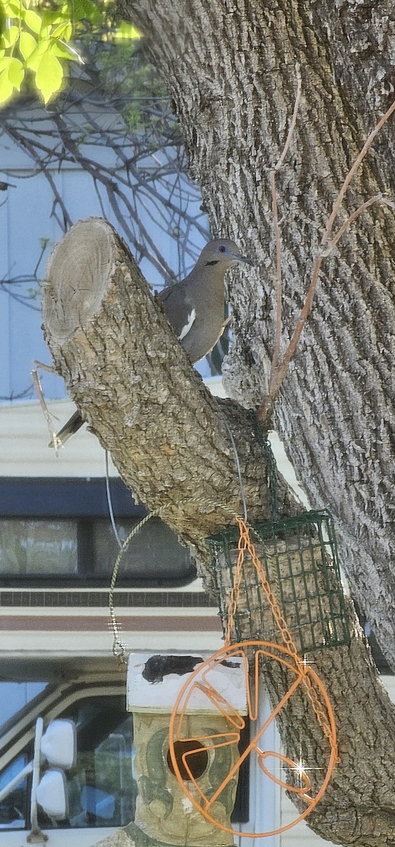 White-winged Dove - ML618586389