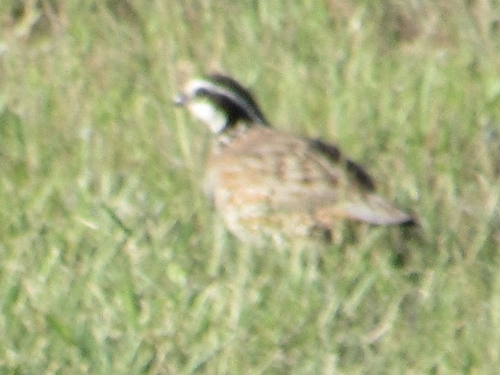 Northern Bobwhite - ML618586409