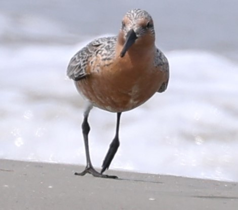 Red Knot - ML618586411