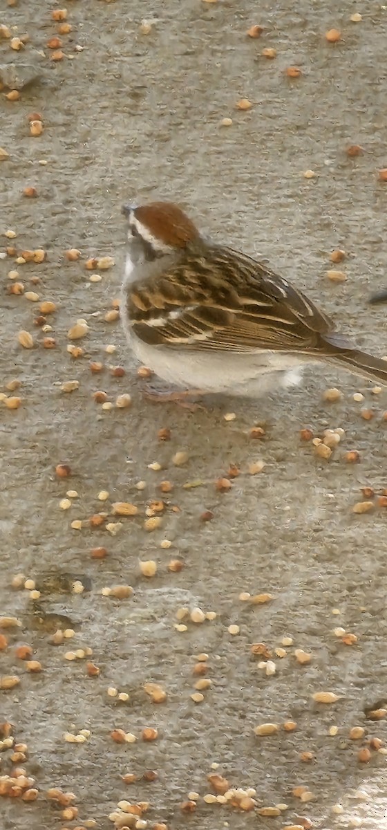 Chipping Sparrow - ML618586414